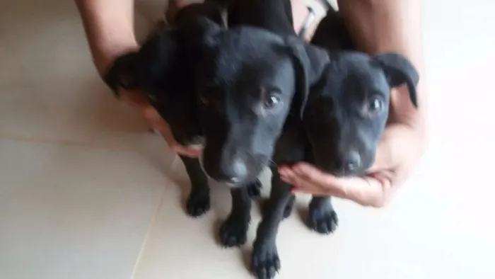 Cachorro raça indefinida idade Abaixo de 2 meses nome filhotes