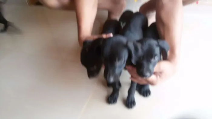 Cachorro raça indefinida idade Abaixo de 2 meses nome filhotes