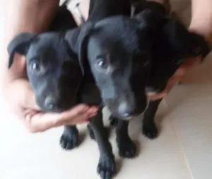 Cachorro raça indefinida idade Abaixo de 2 meses nome filhotes
