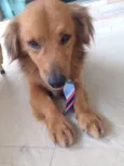 Caramelo 