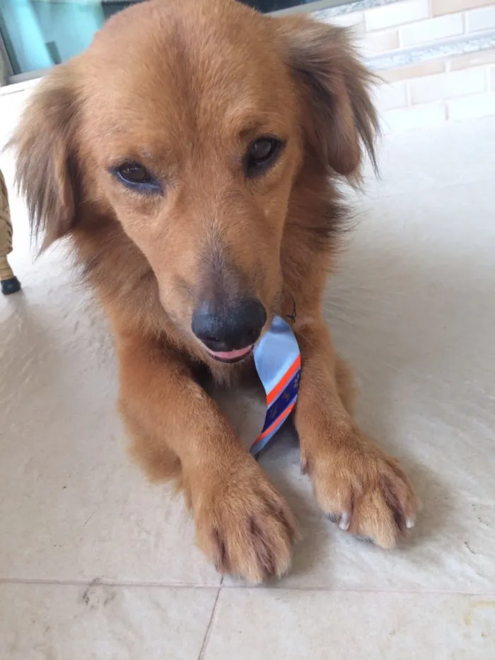 Cachorro raça Vira-lata  idade 5 anos nome Caramelo 