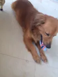 Caramelo 