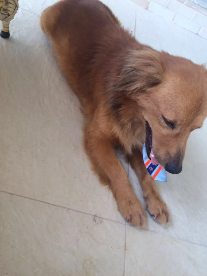 Cachorro raça Vira-lata  idade 5 anos nome Caramelo 