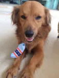 Caramelo 