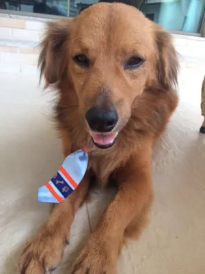 Cachorro raça Vira-lata  idade 5 anos nome Caramelo 