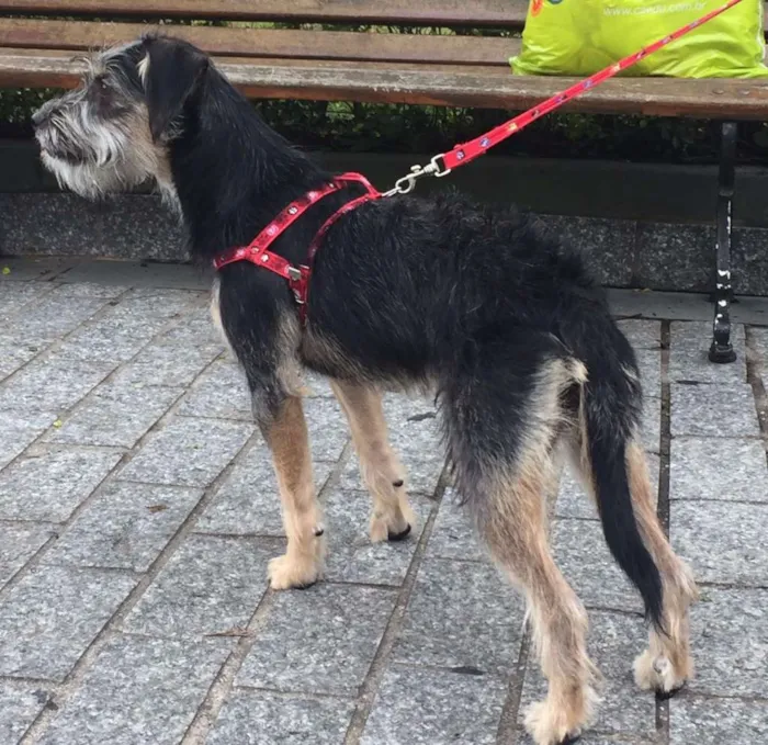 Cachorro ra a Setter idade 7 a 11 meses nome Mel