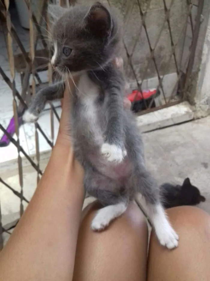 Gato raça  idade 2 a 6 meses nome Não demos nomes
