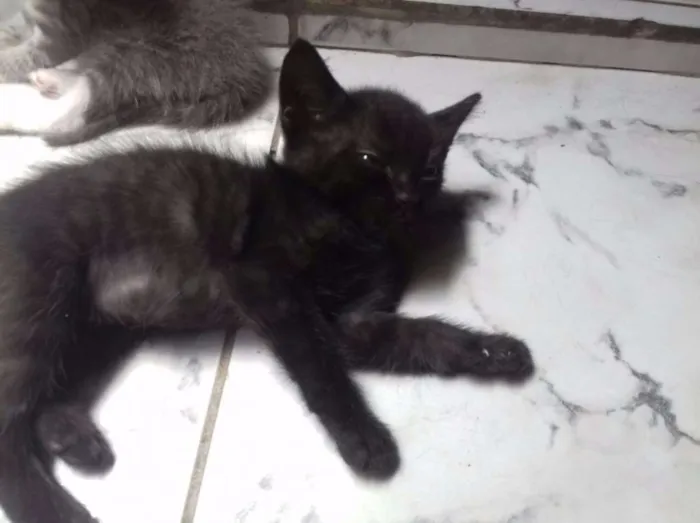 Gato raça  idade 2 a 6 meses nome Não demos nomes
