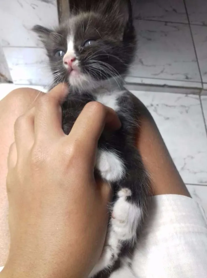 Gato raça  idade 2 a 6 meses nome Não demos nomes
