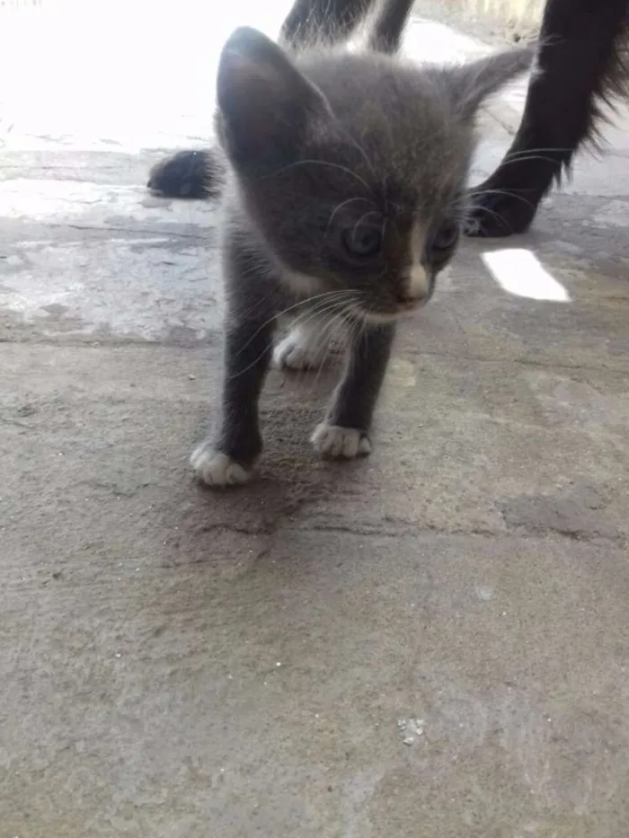 Gato raça  idade 2 a 6 meses nome Não demos nomes