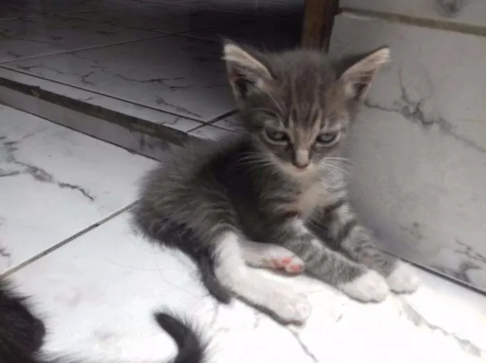 Gato raça  idade 2 a 6 meses nome Não demos nomes