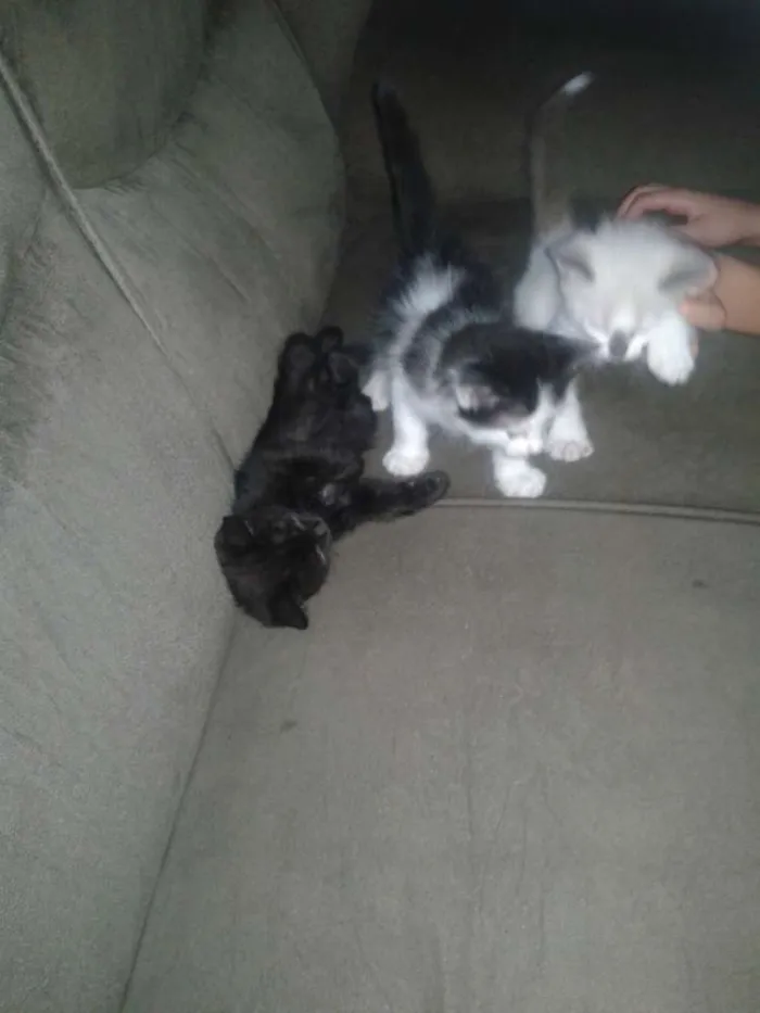Gato ra a SRD idade Abaixo de 2 meses nome Sem nome