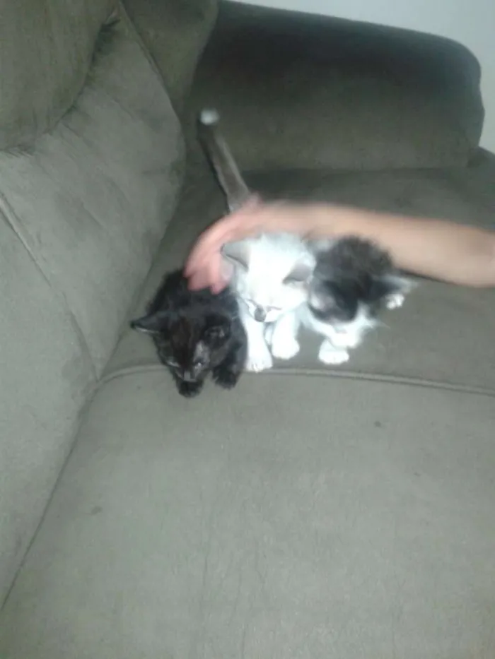 Gato ra a SRD idade Abaixo de 2 meses nome Sem nome