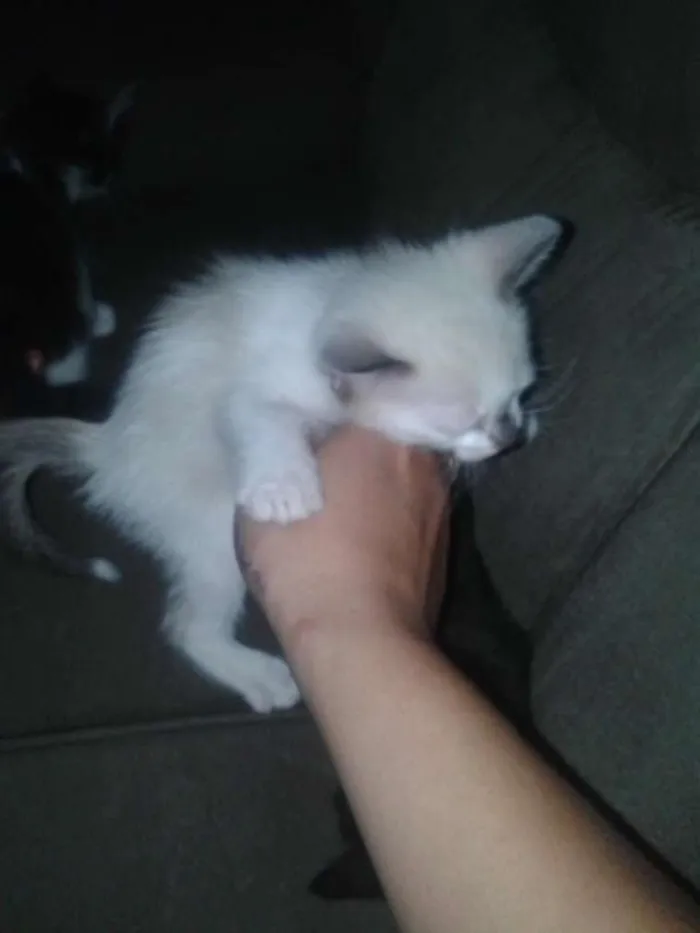Gato ra a SRD idade Abaixo de 2 meses nome Sem nome