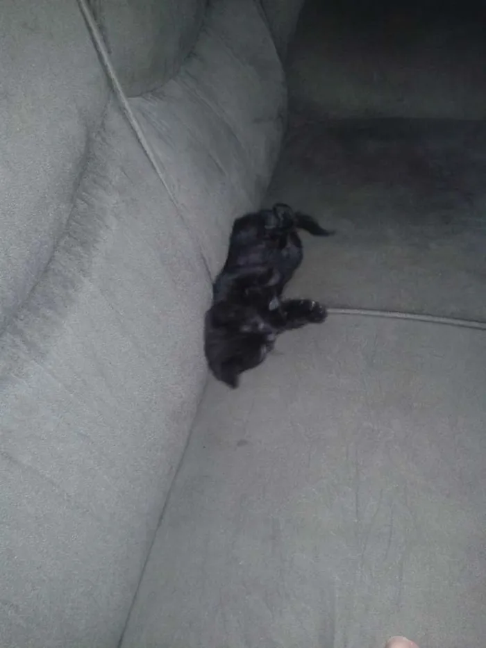 Gato ra a SRD idade Abaixo de 2 meses nome Sem nome