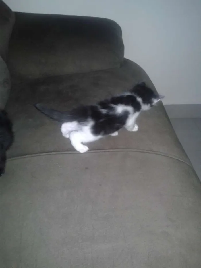 Gato ra a SRD idade Abaixo de 2 meses nome Sem nome