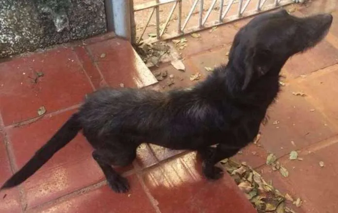 Cachorro ra a Sem raça definida idade 6 ou mais anos nome Max