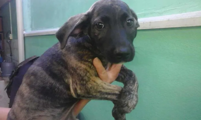 Cachorro ra a indefinida idade 2 a 6 meses nome Sem nome
