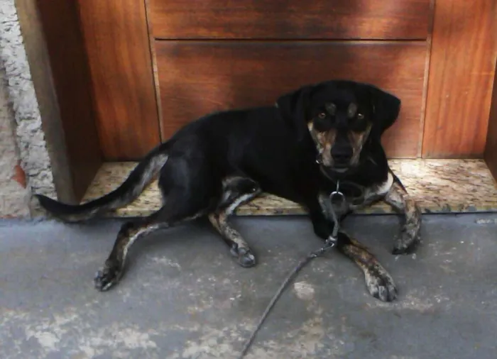 Cachorro ra a Mestico de labrador com vira lata idade 2 anos nome Bluetooth 