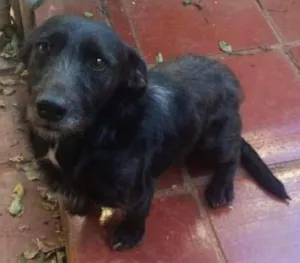 Cachorro raça Sem raça definida idade 6 ou mais anos nome Max