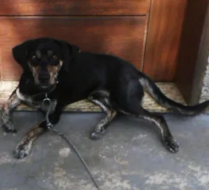 Cachorro raça Mestico de labrador com vira lata idade 2 anos nome Bluetooth 