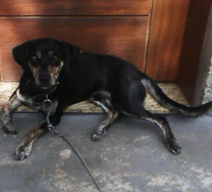Cachorro ra a Mestico de labrador com vira lata idade 2 anos nome Bluetooth 