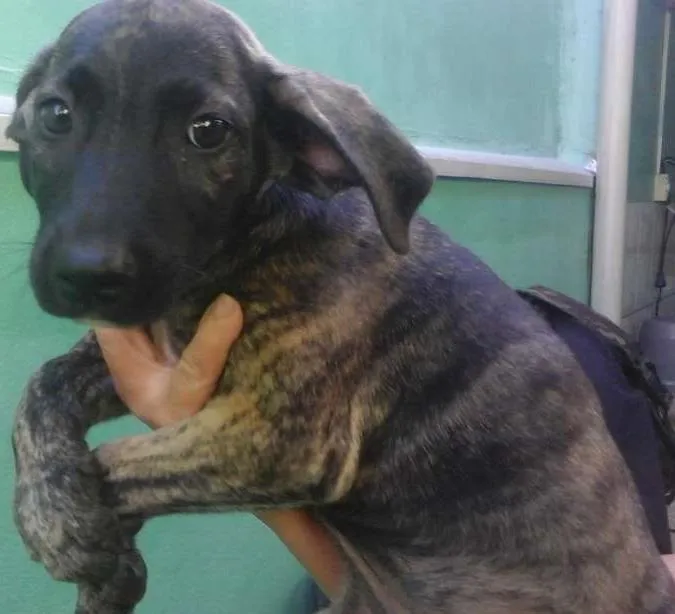 Cachorro ra a indefinida idade 2 a 6 meses nome Sem nome