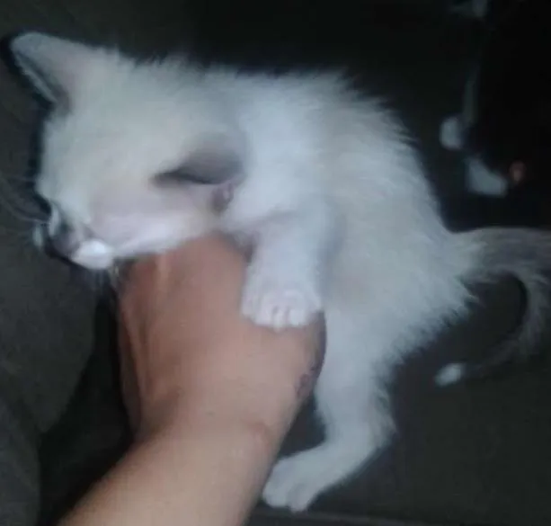 Gato ra a SRD idade Abaixo de 2 meses nome Sem nome