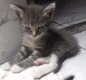 Gato raça  idade 2 a 6 meses nome Não demos nomes