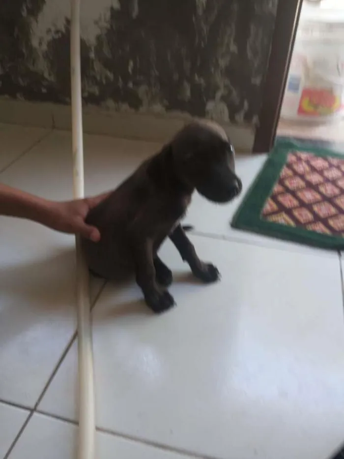 Cachorro ra a Sem raça idade 2 a 6 meses nome Sem nome