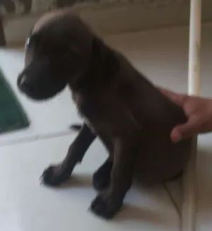 Cachorro raça Sem raça idade 2 a 6 meses nome Sem nome