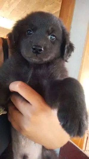 Cachorro raça SRD idade 2 a 6 meses nome Adote