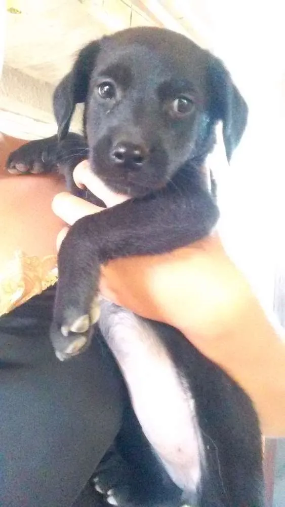 Cachorro raça SRD idade 2 a 6 meses nome Adote
