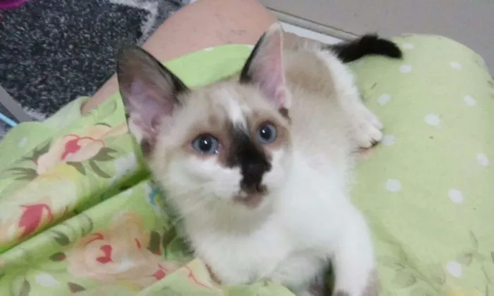 Gato ra a SRD idade Abaixo de 2 meses nome GATINHA FILHOTE DÓCI