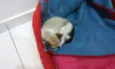GATINHA FILHOTE DÓCI