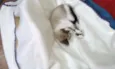 GATINHA FILHOTE DÓCI