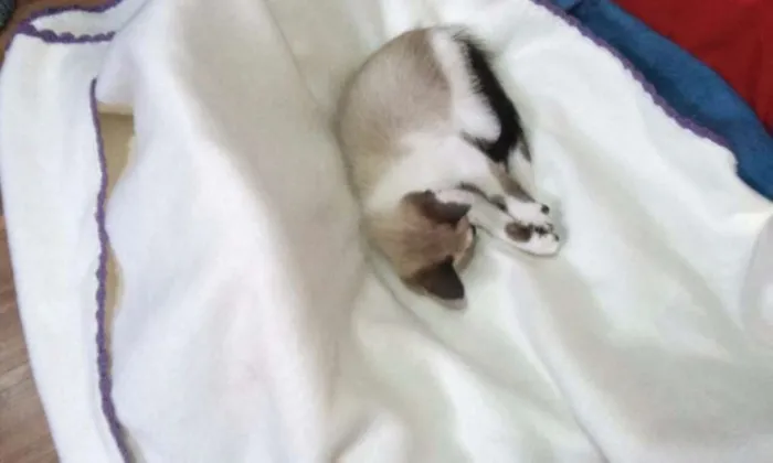 Gato ra a SRD idade Abaixo de 2 meses nome GATINHA FILHOTE DÓCI