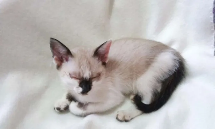Gato ra a SRD idade Abaixo de 2 meses nome GATINHA FILHOTE DÓCI