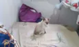 GATINHA FILHOTE DÓCI