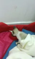 GATINHA FILHOTE DÓCI