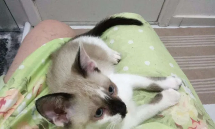 Gato ra a SRD idade Abaixo de 2 meses nome GATINHA FILHOTE DÓCI