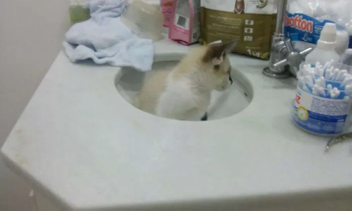 Gato ra a SRD idade Abaixo de 2 meses nome GATINHA FILHOTE DÓCI