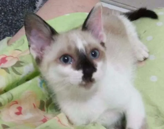 Gato ra a SRD idade Abaixo de 2 meses nome GATINHA FILHOTE DÓCI