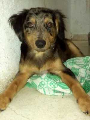 Cachorro raça Sem raça definida idade 2 a 6 meses nome Filhotes