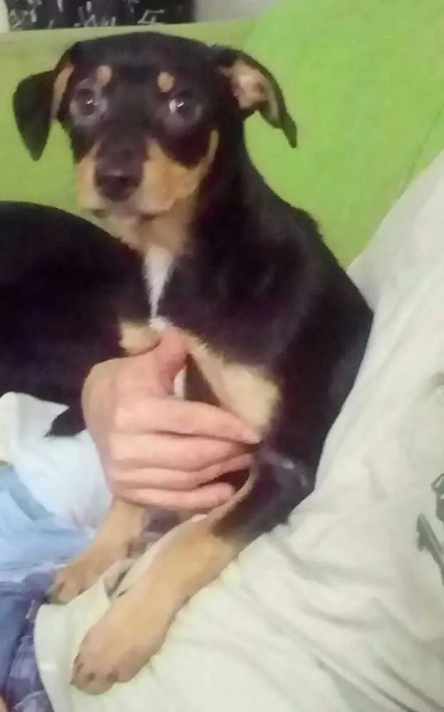 Cachorro ra a Sem raça definida idade 2 a 6 meses nome Filhotes