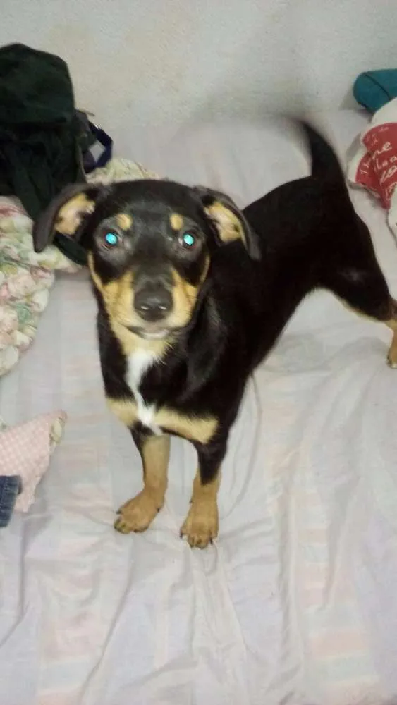 Cachorro ra a Sem raça definida idade 2 a 6 meses nome Filhotes