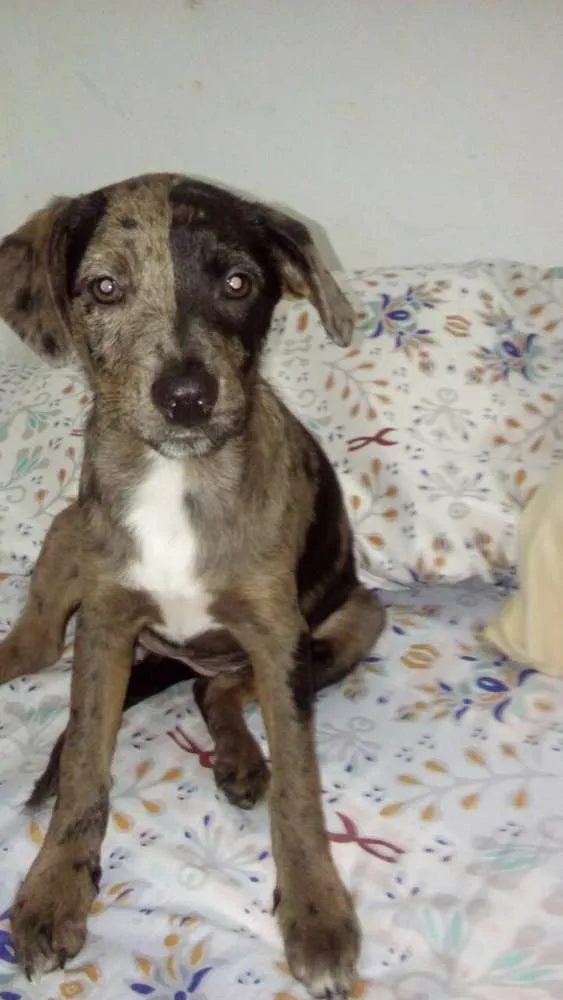 Cachorro ra a Sem raça definida idade 2 a 6 meses nome Filhotes