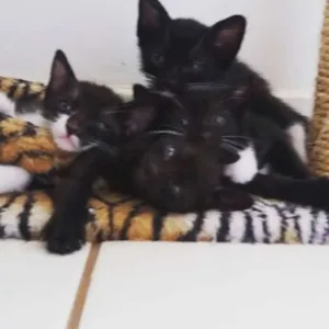 Gato raça mistura de bombai e vira lata idade 2 a 6 meses nome gatinhos bebes