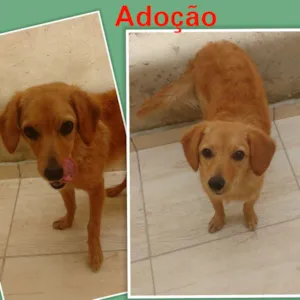 Cachorro raça Srd idade 1 ano nome Max