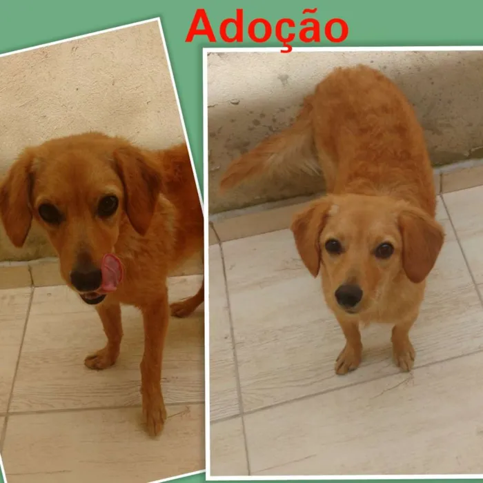Cachorro ra a Srd idade 1 ano nome Max